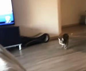 action_star_cat.jpg