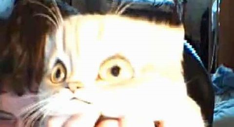 anti-depressing_cat.jpg