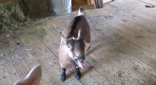 Goats_Singing_Merry_Christmas.jpg