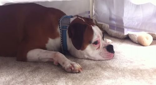 Boxer_Responds_To_Newborns_First_Cries.jpg