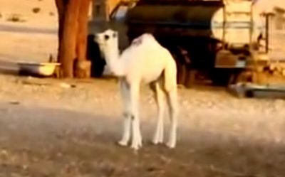 camel_appears.jpg