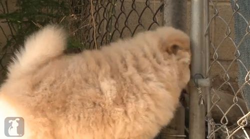 Puppy_Cant_Get_Through_Gate.jpg