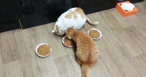 devil_cat.jpg