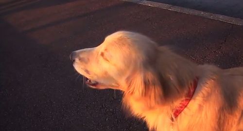 Dog_imitating_siren.jpg