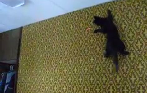 poobs_the_cat.jpg