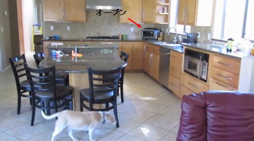 Beagle_gets_into_hot_oven.jpg