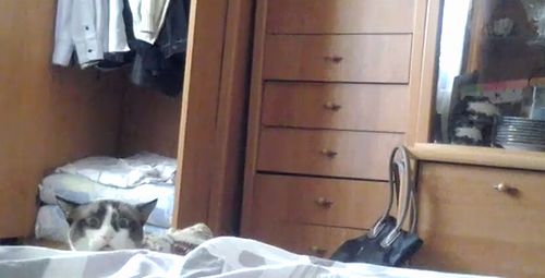 CatPeekingoverBed.jpg
