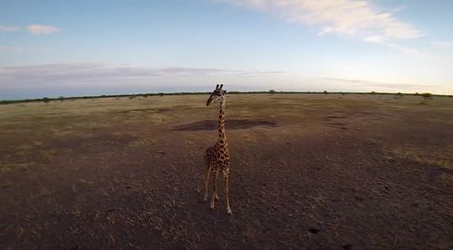 BeetleCopter_in_the_Serengeti_02.jpg
