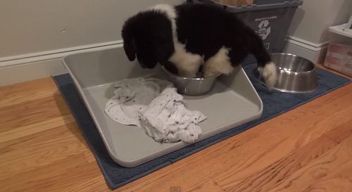 Puppy_Sits_in_His_Water_Bowl.jpg
