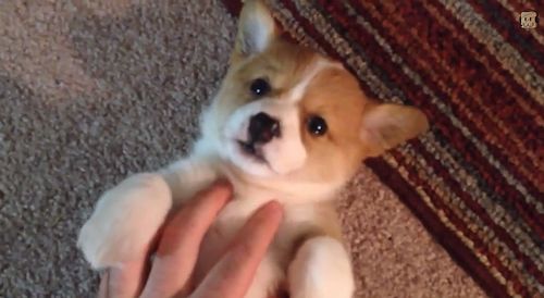 Sleepy_Puppy.jpg