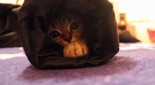 suzie_the_kitten.jpg