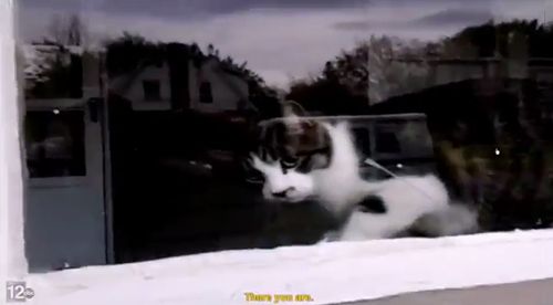 cat_battling_the_USPS.jpg