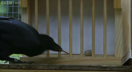 Are_crows_the_ultimate_problem_solvers_01.jpg