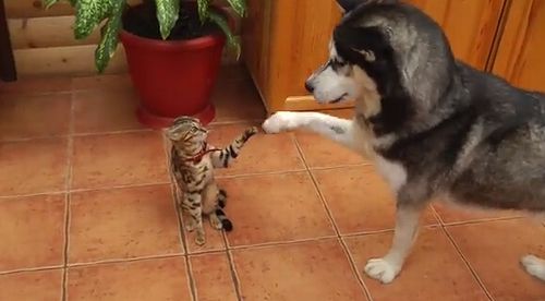 hasky_meets_cat.jpg