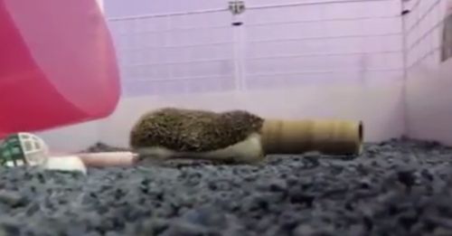 hedgehgs_toilet_paper_rolls.jpg