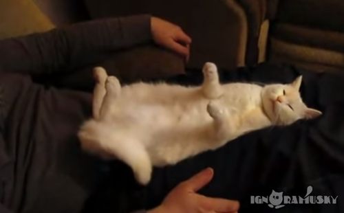 Plasticine_cat.jpg