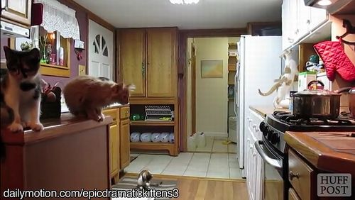 cat_jumping_fails.jpg