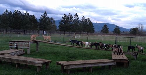playing_baby_goats.jpg