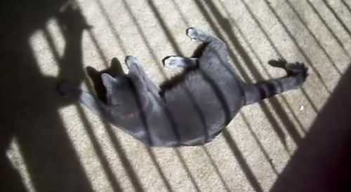 Cats_Chasing_Shadows_Compilation.jpg