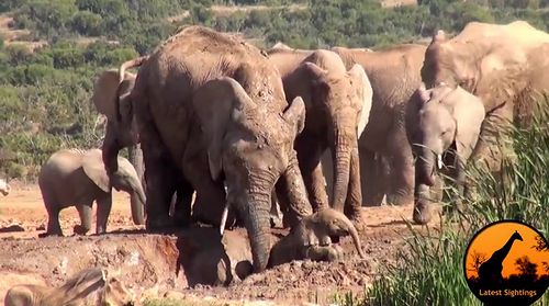 Mother_Elephant_Rescues_Her_Calf.jpg