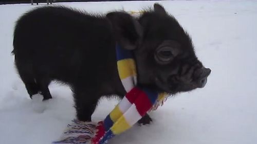 Micro_Pig_Compilation.jpg