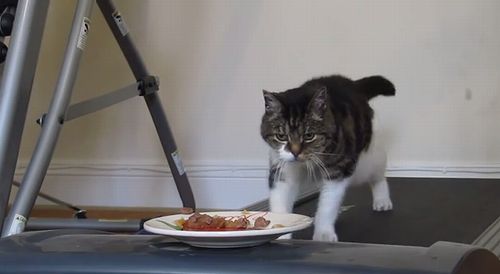 Cat_want_food_Cat_dont_get_food.jpg