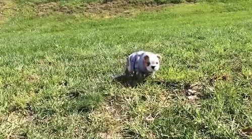 Sophie_Rolls_Down_a_Hill.jpg