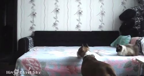 When_the_dog_stays_at_home_alone.jpg