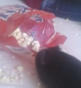 funny_guinea_pig.jpg