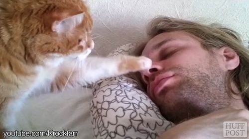 CAT_ALARM_CLOCKS.jpg