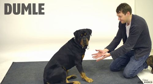 magic_for_dogs.jpg