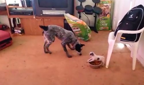 tiny_dog_vs_big_dog.jpg