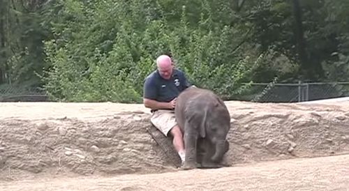 baby_elephant.jpg