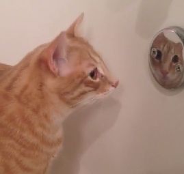 the_cutest_cat.jpg