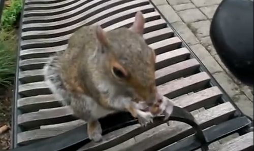 Squirrel_hides_nuts_in_my_clothes.jpg