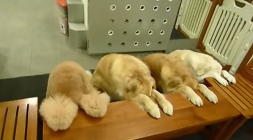four_dogs.jpg