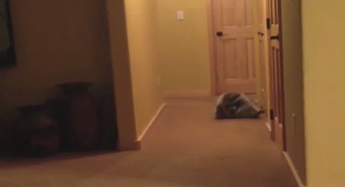 Raccoon_Doing_Somersaults.jpg
