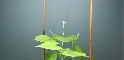 Twining_motion_of_vines.jpg