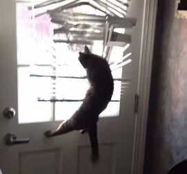 stray_cat.jpg