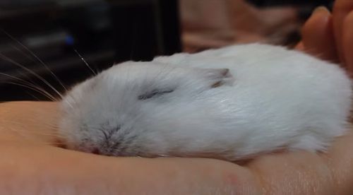 thin_hamster.jpg