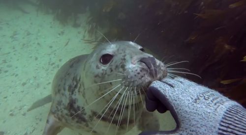 underwater_dogs.jpg