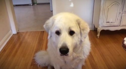 dog_catching_treats.jpg