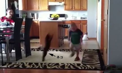 Unexpected_Cat_Jumps.jpg