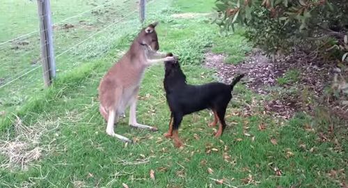 Kangaroo_and_Dog.jpg