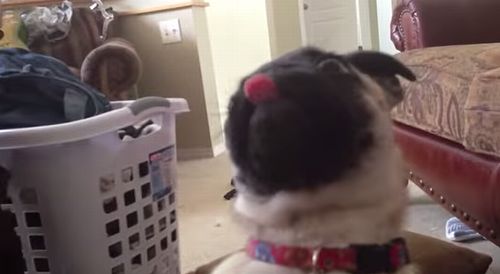 My_Pugs_Tongue_Thing.jpg