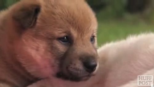 cute_hiccuping_animal.jpg