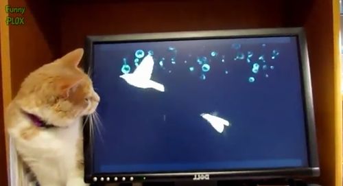 Curious_Cats.jpg