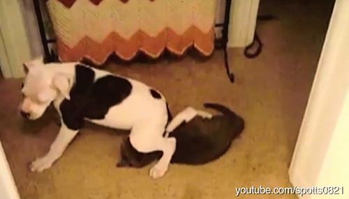 Dogs_Sitting_on_cats.jpg