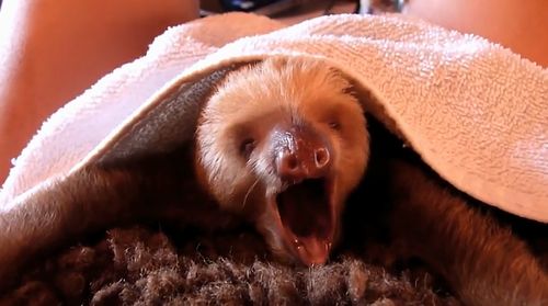 sleely_sloths.jpg