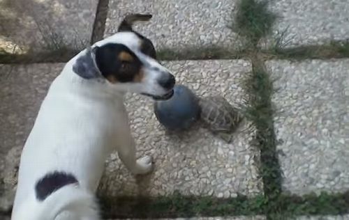 Dog_and_turtle_playing_soccer.jpg